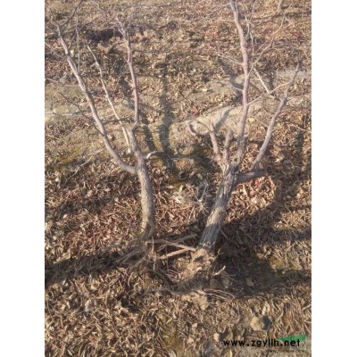 常年供应冬枣树苗，白腊，国槐，合欢，垂柳，刺槐，法桐，草坪等