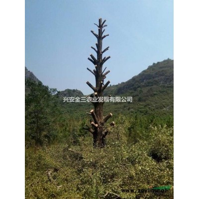 实生银杏树、银杏树、精品银杏树