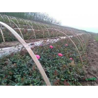 出售大叶女贞，栾树，月季（月月红）