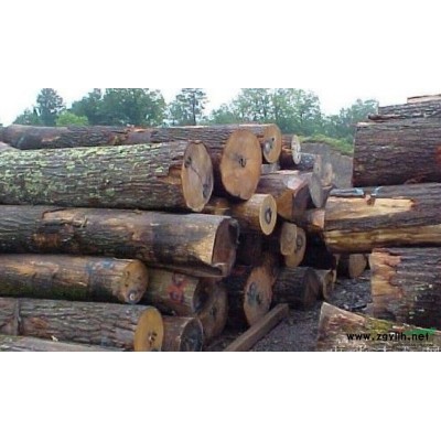 大连东北红豆杉 东北红豆杉批发  的 *好的东北红豆杉出售