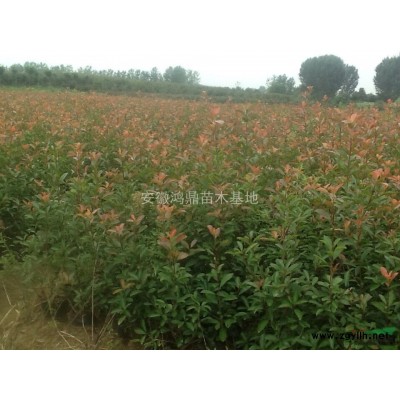 红叶石楠球,安徽红叶石楠球长期大量低价供应