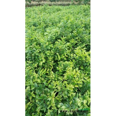 江西九江供应马褂木