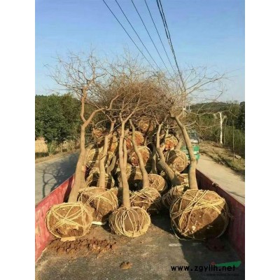 安徽肥西供，乌桕，三角枫，红叶李，大叶女贞，桂花，香樟，