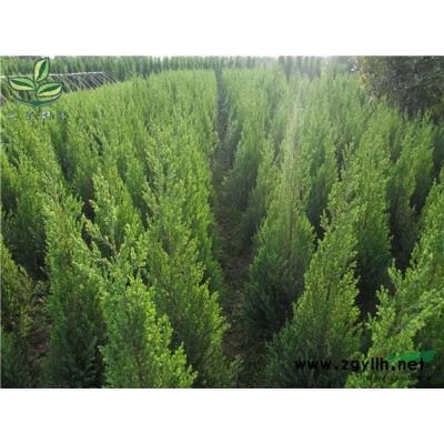 河南桧柏（刺柏、圆柏），大型基地专业种植河南桧