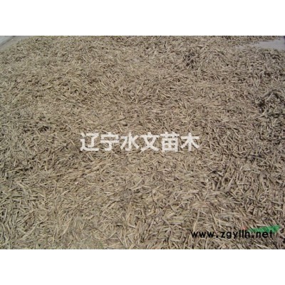 由国立 欧李新品种