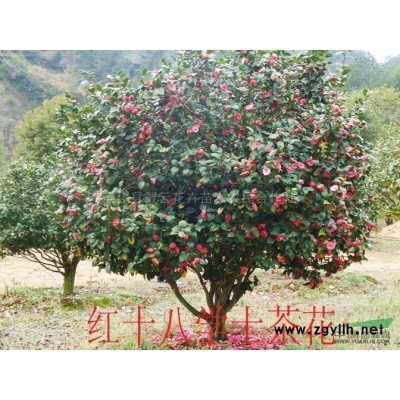 竹柏基地11供应/竹柏基地11图片