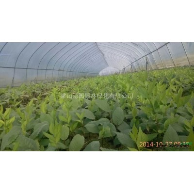 大量出售3-5公分矮接金枝槐（黄金槐）