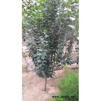 金叶榆 保定金叶榆 ，河北河南的金叶榆*多 北方金叶榆