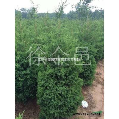 长期供应各种规格大叶女贞、乌桕、杨树苗、意杨、红叶杨、黄杨、