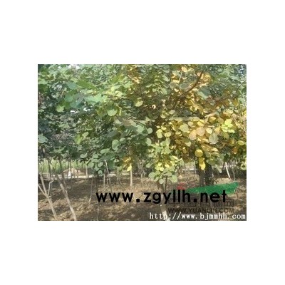 供应大量黄栌、流苏