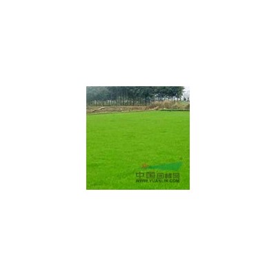 湖南地区供应25公分毛杜鹃