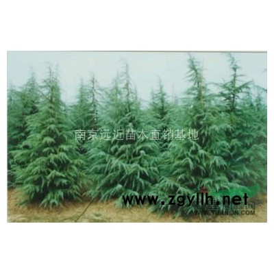 南京桂花树价格   桂花价格比较