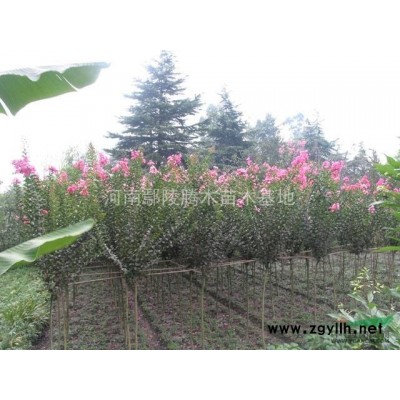 丝棉木《国槐、月季、白腊、大叶女贞、青桐、紫薇、栾树、合欢》