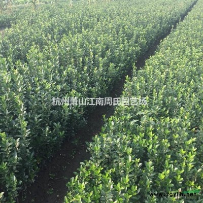 供应5，6，7公分西府海棠