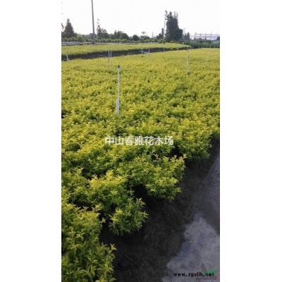 广东省中山市横栏镇供应十斤袋黄金叶，40高