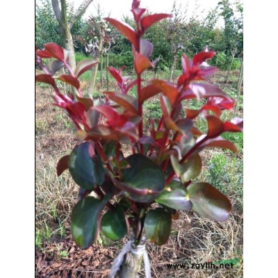 红火球嫁接紫薇