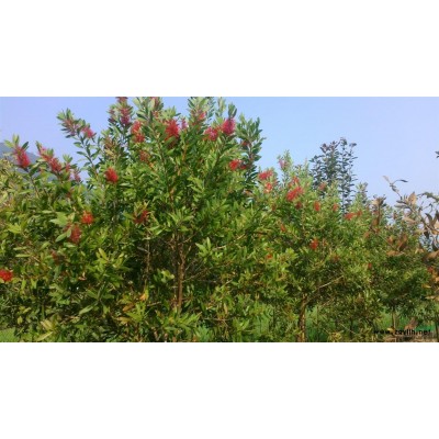 福建南平北美海棠、花开4月满树枚红花量*多，花后结果挂至明春