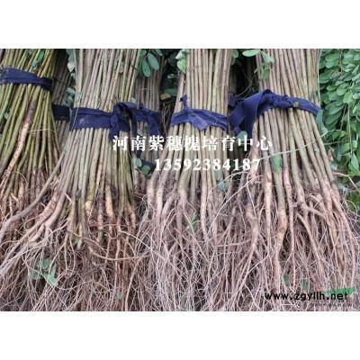 河南紫穗槐培育中心欢迎您 诚信 专业 价廉 给您优质服务