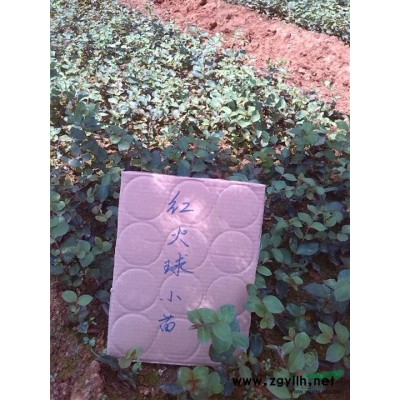 广西早红丹桂7信息