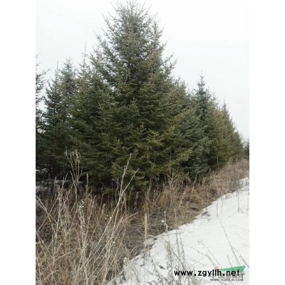 吉林地区绿化云杉4-6米