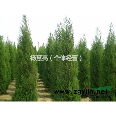 有需要柏树苗的可以联系我