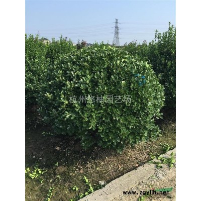 供应红叶石楠类