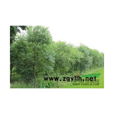 15公分合欢树价格、合欢苗报价、合欢的价格