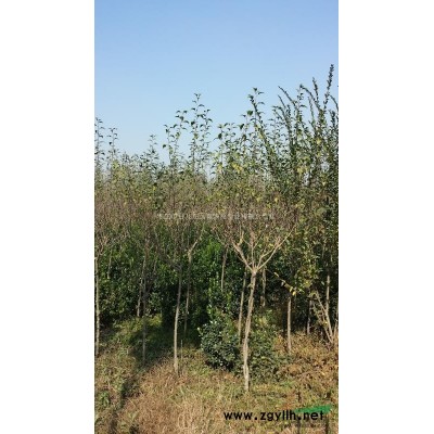 台儿庄大量供应冬青球