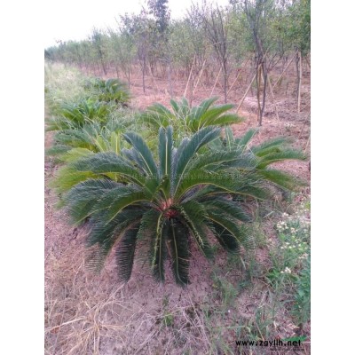 江西紫薇桩景，价格28000-38000