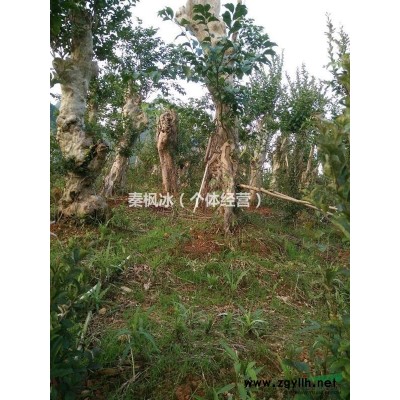 有大量紫薇出售