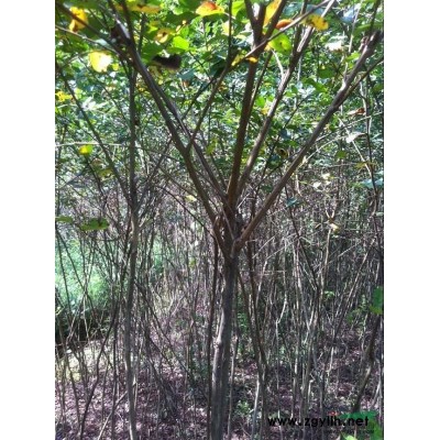 大量供应水杉苗 实地拍摄