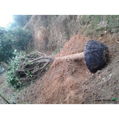 供应30公分桂花树