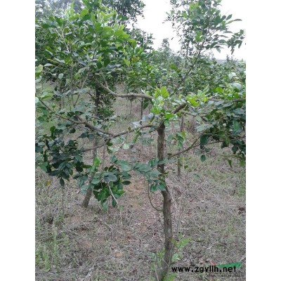 2-8公分九里香 罗汉松 胭脂树