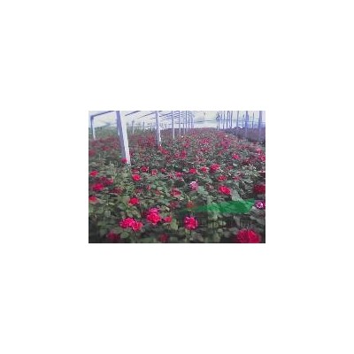 瓜子黄杨、法国冬青、洒金柏