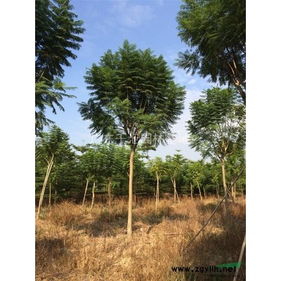 蓝花楹 蓝花楹价格 广东蓝花楹基地