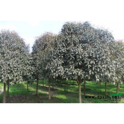 供应南天竹、金叶女贞、小叶女贞、瓜子黄杨、红叶小檗