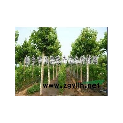 同盟花卉河南苗木种植基地/法桐、国槐、栾树等绿化苗木