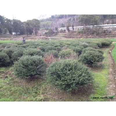 急售龟甲冬青球