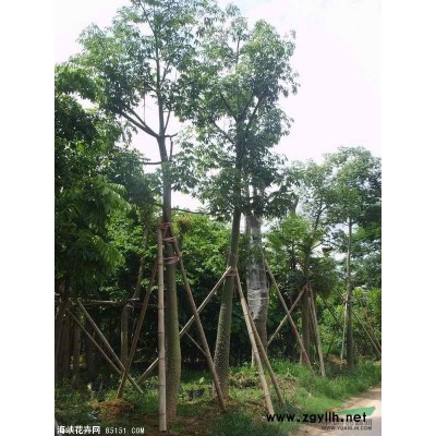 供应福建毛杜鹃/福建七里香/福建希美丽*低价格/批发价