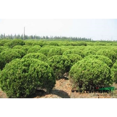 有大量龙柏球苗木，需要请联系