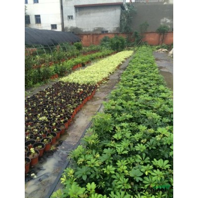 青皮柳，五角枫，榆叶梅