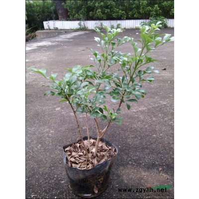 米兰花苗/2-3年生/30-40公分高/袋植/大量供应