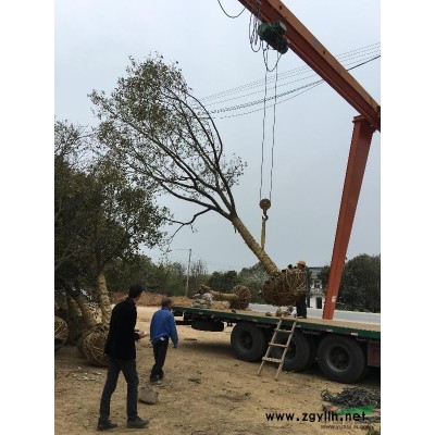 浙江长兴地区供应12-35公分香樟！