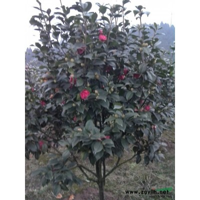 供应地径10公分七星茶花