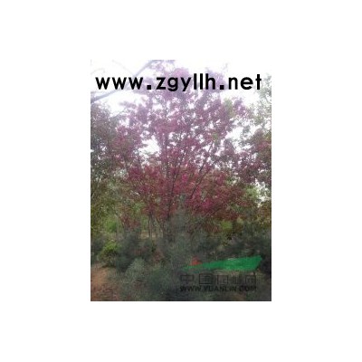 出售 西府 北美 红宝石太阳李红果白蜡国槐等各种（大小规格）