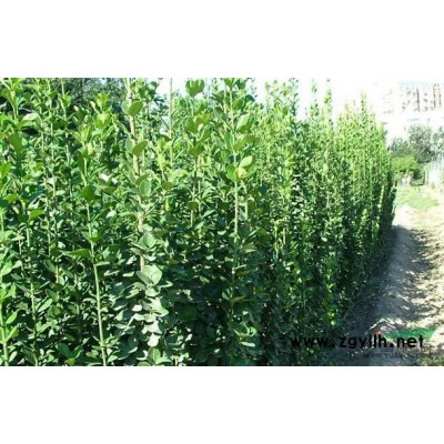 金叶女贞价格山东金叶女贞基地