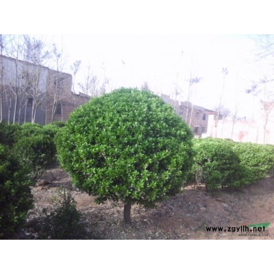 洛阳大叶黄杨基地；大量供应雪松