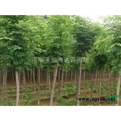 紫叶李苗/2公分紫叶李/3公分紫叶李/紫叶李价格