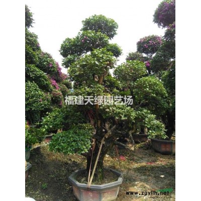 2015年福建供应优质小叶榕，*新小叶榕价格，造型小叶榕出售