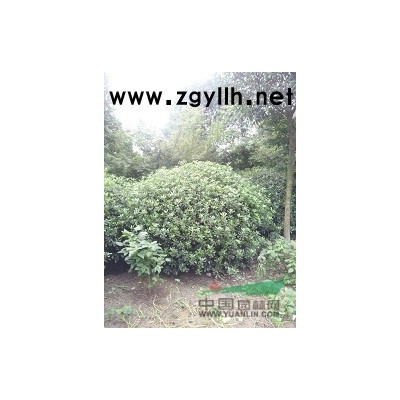 成都供应8-20公分精品高杆桂花